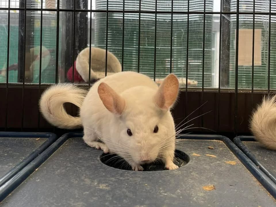 CHARLES, male Chinchilla for adoption at Amiens), Poulainville