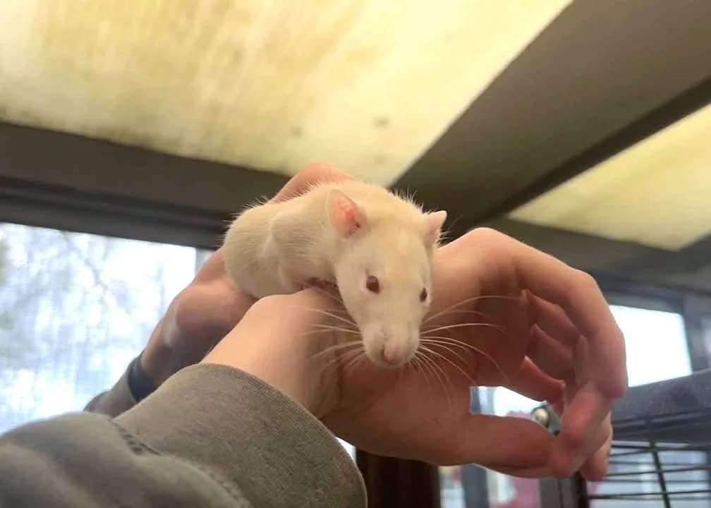 FUSETTE, female mixed breed for adoption at Amiens), Poulainville