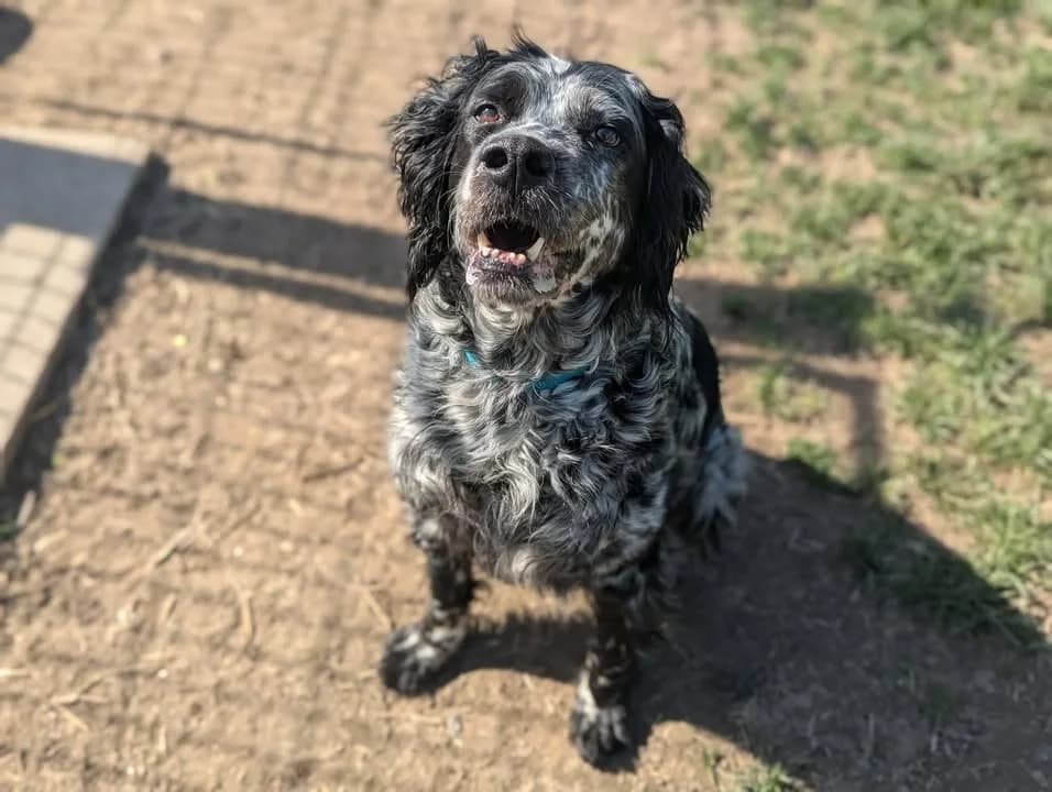 Lassy, female English Setter for adoption at Amiens), Poulainville