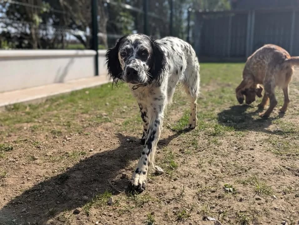 Susy, female English Setter for adoption at Amiens), Poulainville