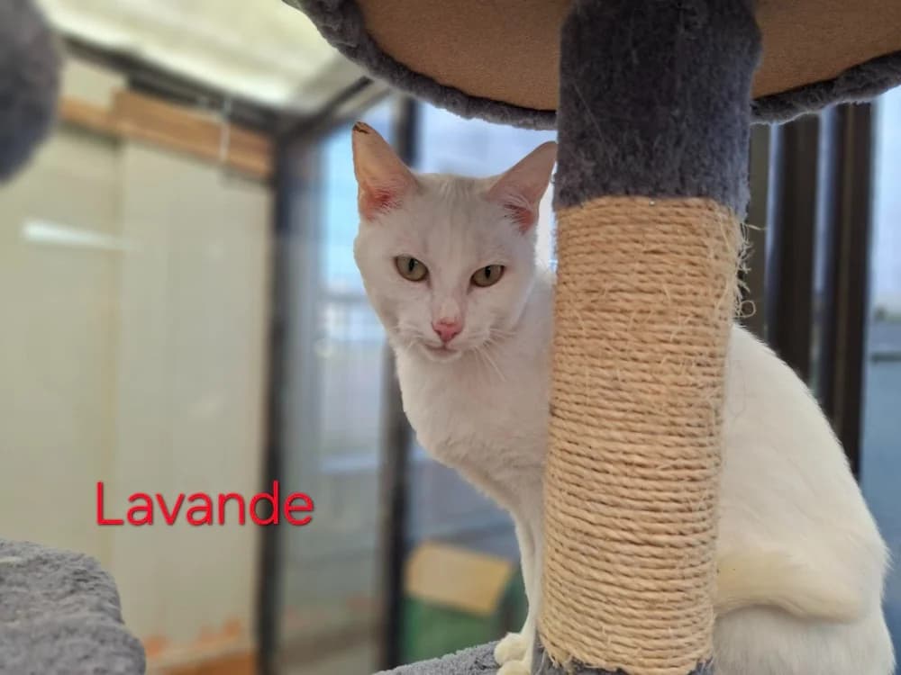 Lavande, female mixed breed for adoption at Amiens), Poulainville