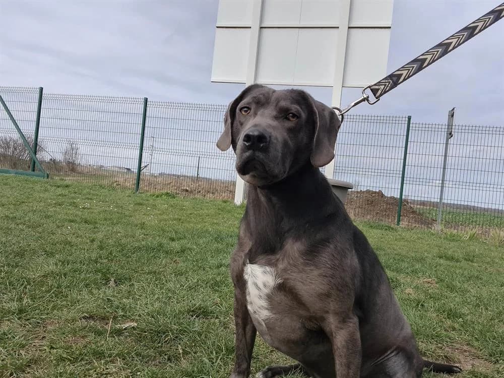 EKHO, male 6yo Mixed Breed for adoption at Amiens), Poulainville