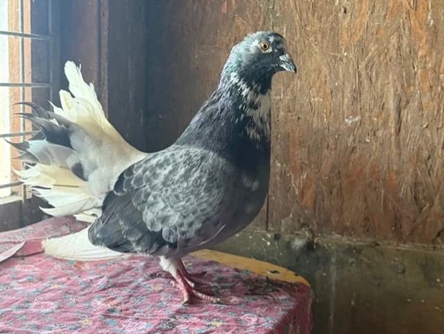 Nick Fury, female mixed breed for adoption at Amiens), Poulainville