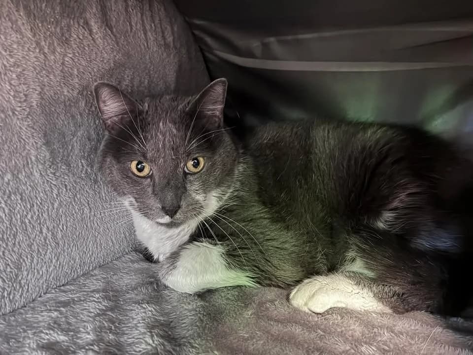 Gribou, male mixed breed for adoption at Amiens), Poulainville