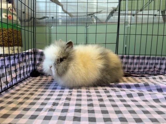 Rox, female mixed breed for adoption at Amiens), Poulainville