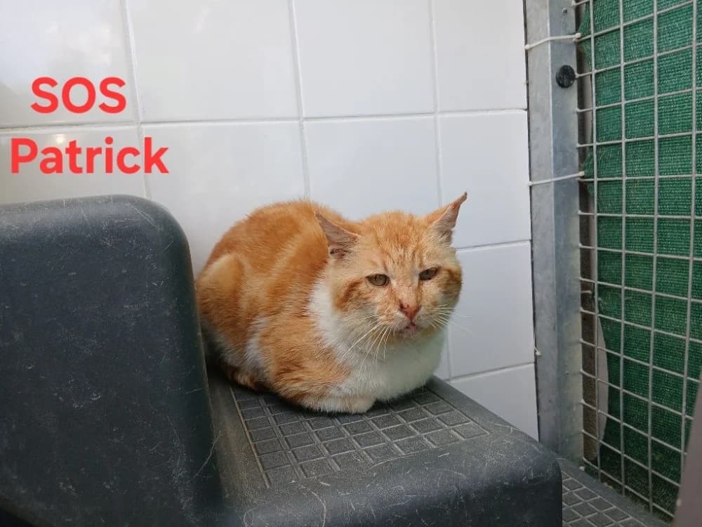 Patrick, male 5yo Mixed Breed for adoption at Amiens), Poulainville