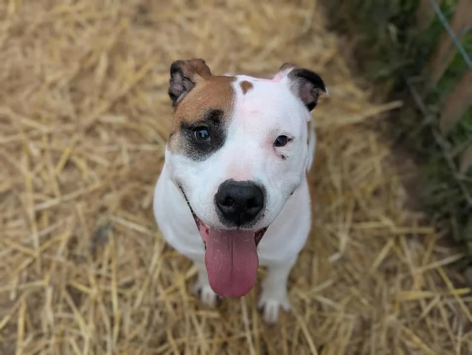 LAIKO, male 5yo Mixed Breed for adoption at Amiens), Poulainville
