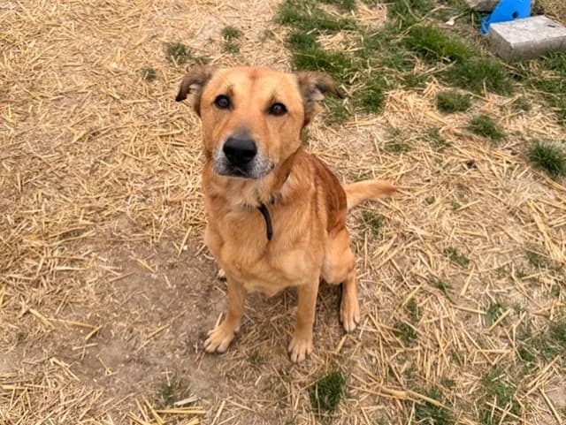 Bobby, male young Golden Retriever for adoption at Amiens), Poulainville