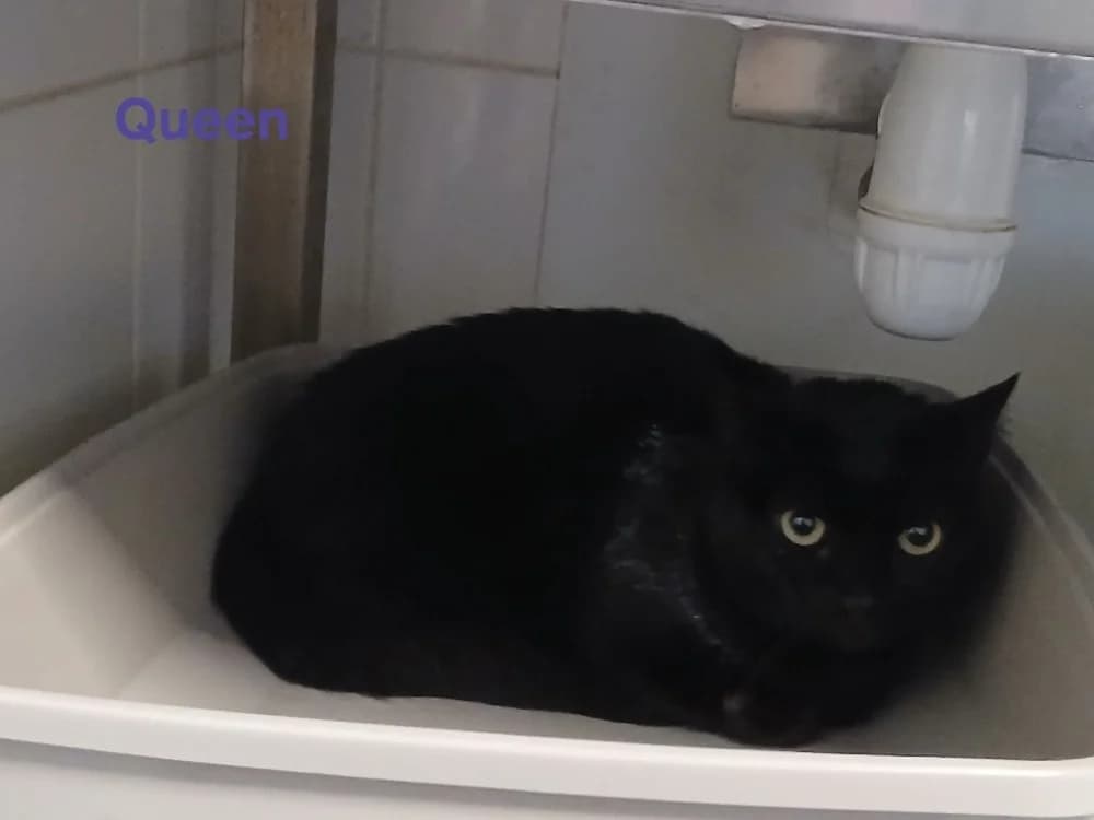 Queen, female 5yo Mixed Breed for adoption at Amiens), Poulainville