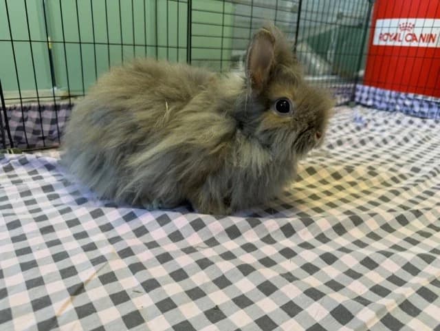 Lady, female Mixed Breed for adoption at Amiens), Poulainville