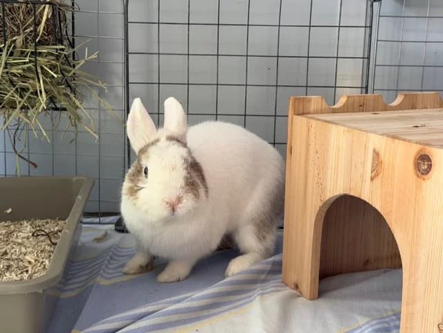 Panpan, male Mixed Breed for adoption at Amiens), Poulainville