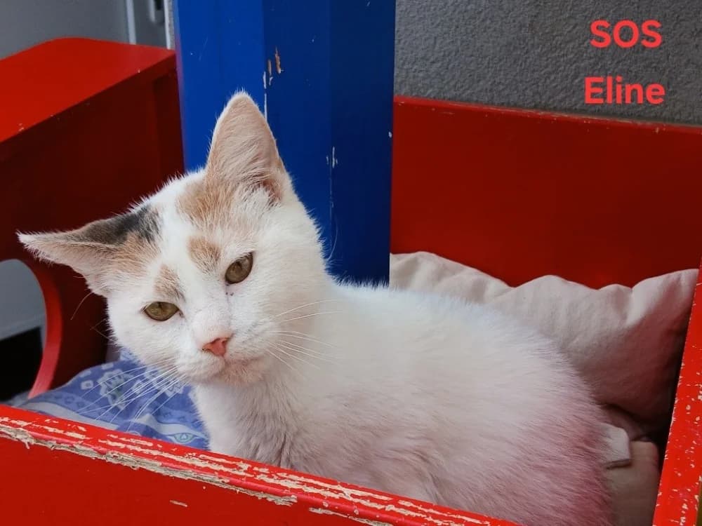 Eline, female 3yo Mixed Breed for adoption at Amiens), Poulainville