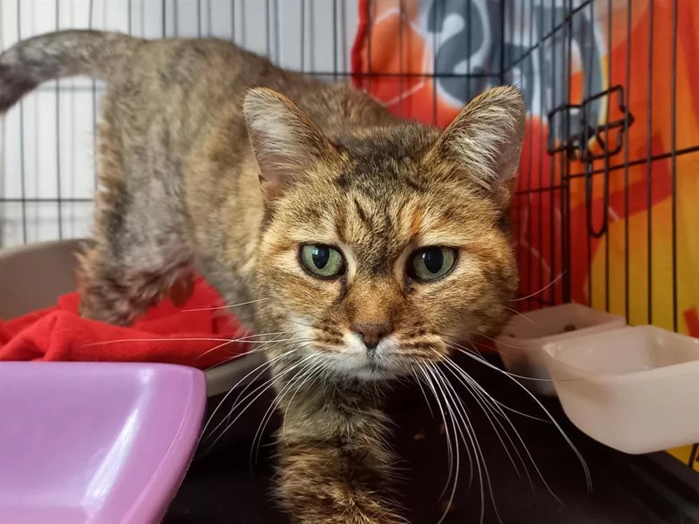 CATHAY QCT, female mixed breed for adoption at SPA Quimper, Quimper