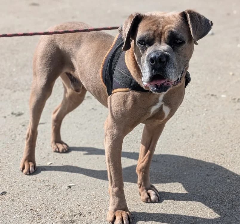 COSMOS QCN, male Cane Corso for adoption at SPA Quimper, Quimper
