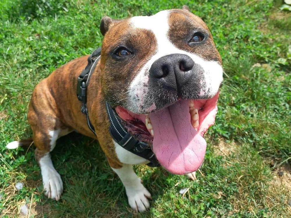 PYRUS QCN, male American Staffordshire Terrier for adoption at SPA Quimper, Quimper