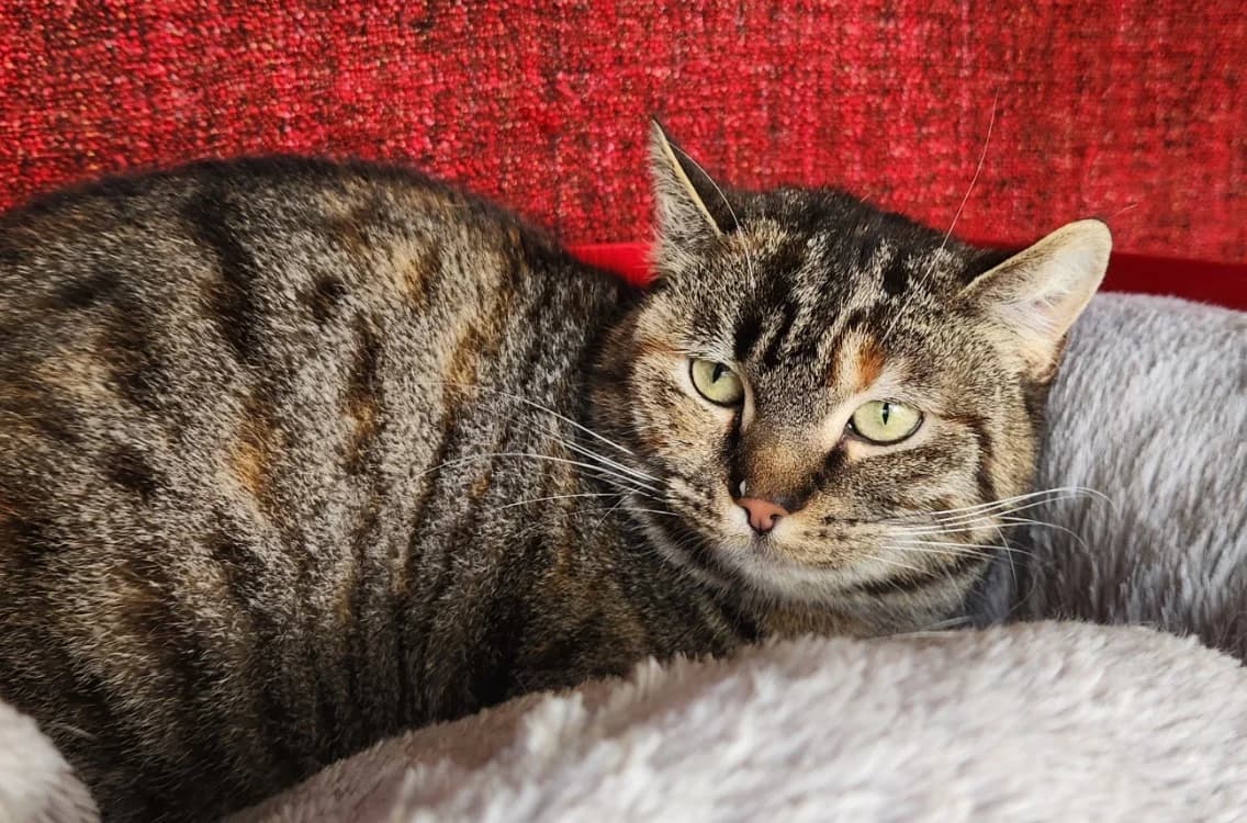 LIZBETH QCT, female mixed breed for adoption at SPA Quimper, Quimper