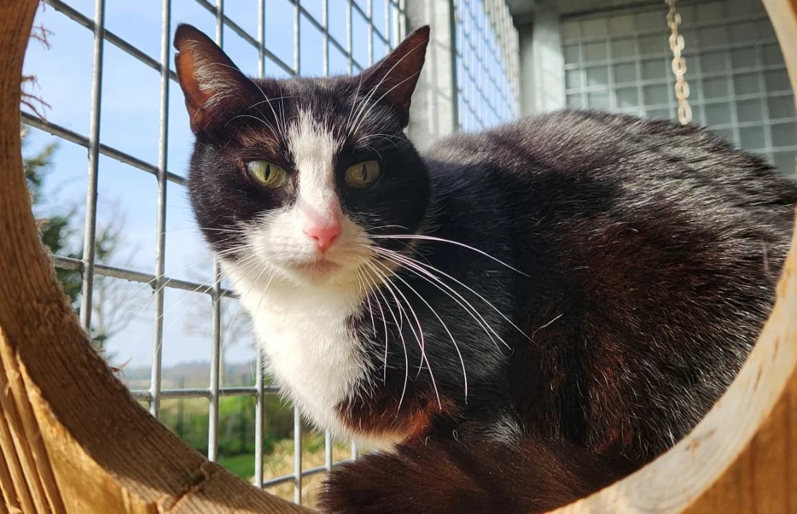 DICKA QCT, female mixed breed for adoption at SPA Quimper, Quimper