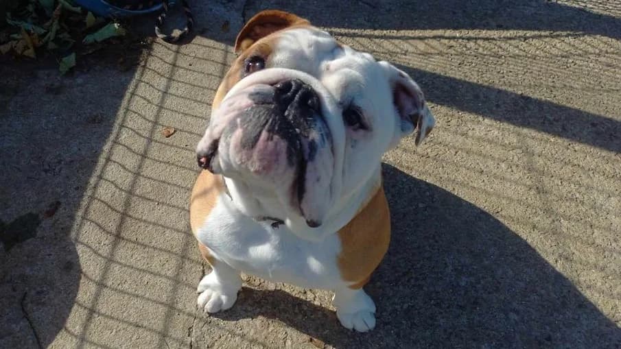 MUC'H QCN (réservé), male French Bulldog for adoption at SPA Quimper, Quimper