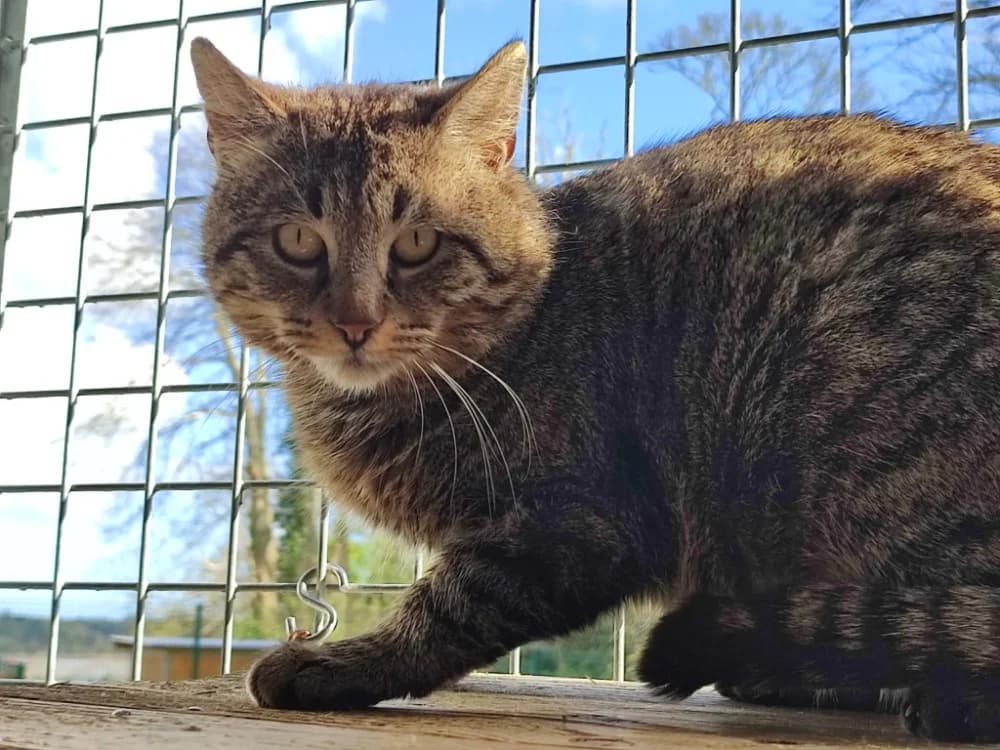 JENGA QCT, female 3yo mixed breed for adoption at SPA Quimper, Quimper