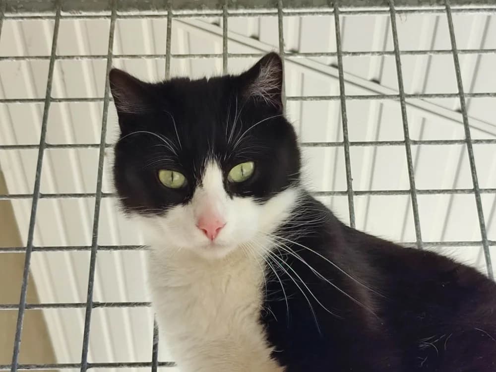 RHODO QCT, male mixed breed for adoption at SPA Quimper, Quimper