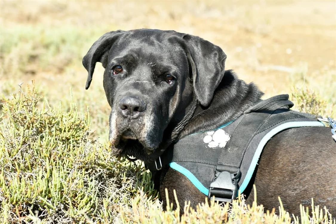 MILKA QCN, female Cane Corso for adoption at SPA Quimper, Quimper
