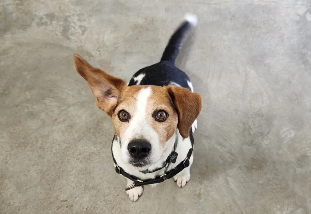 MORBIER QCN, male Beagle for adoption at SPA Quimper, Quimper