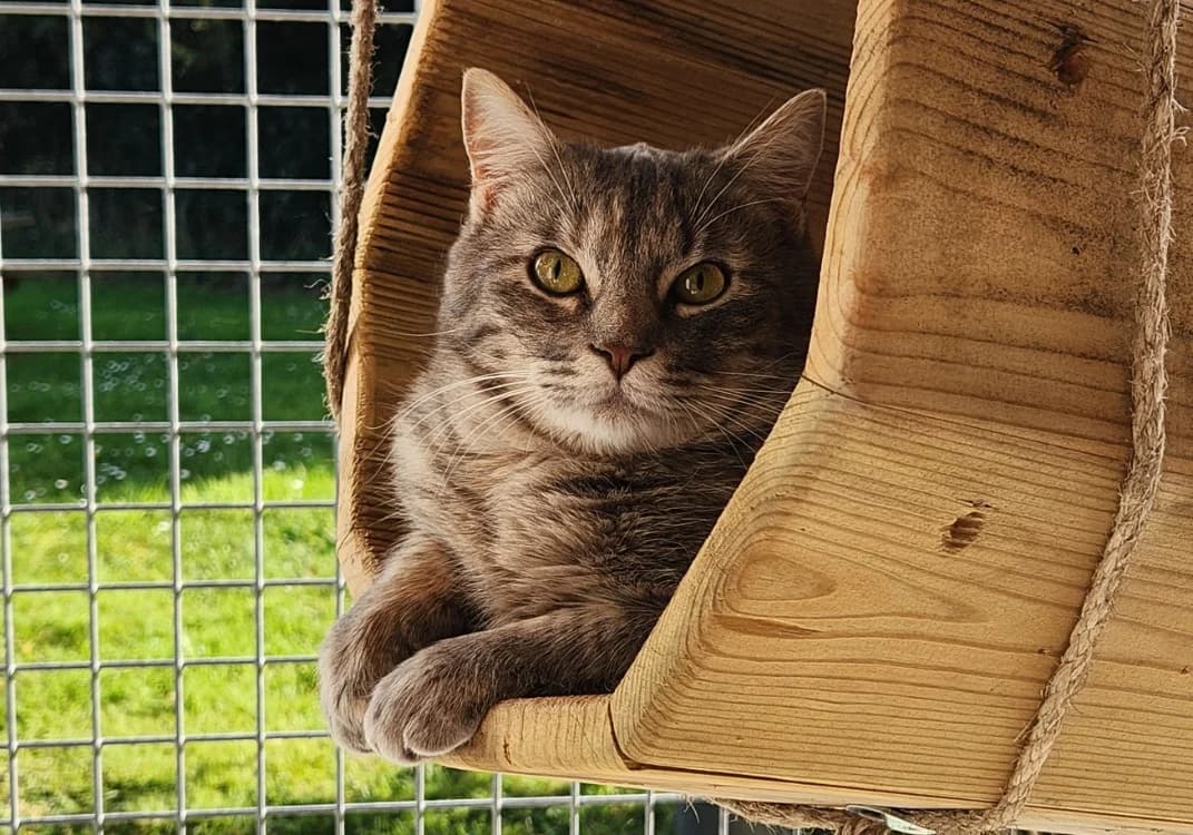 MARY KATE QCT, female mixed breed for adoption at SPA Quimper, Quimper