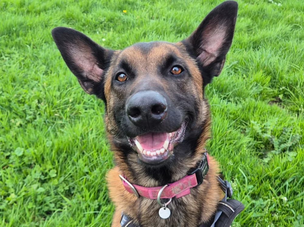TIAGO QCN, male Belgian Malinois for adoption at SPA Quimper, Quimper
