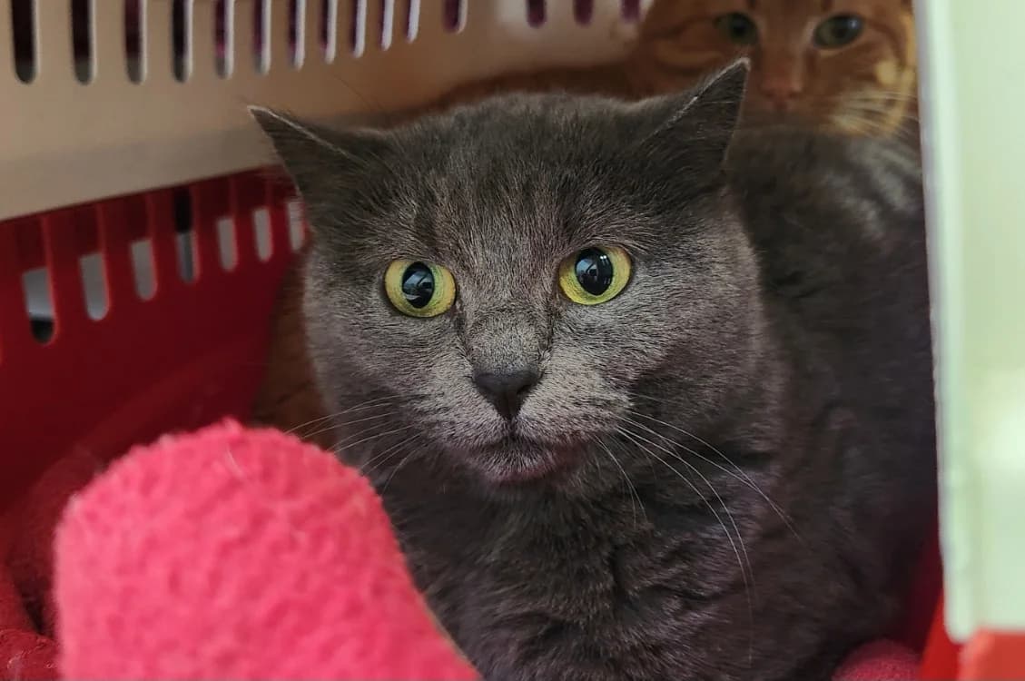 POUDLARD QCT (j'ai trouvé ma famille), female mixed breed for adoption at SPA Quimper, Quimper