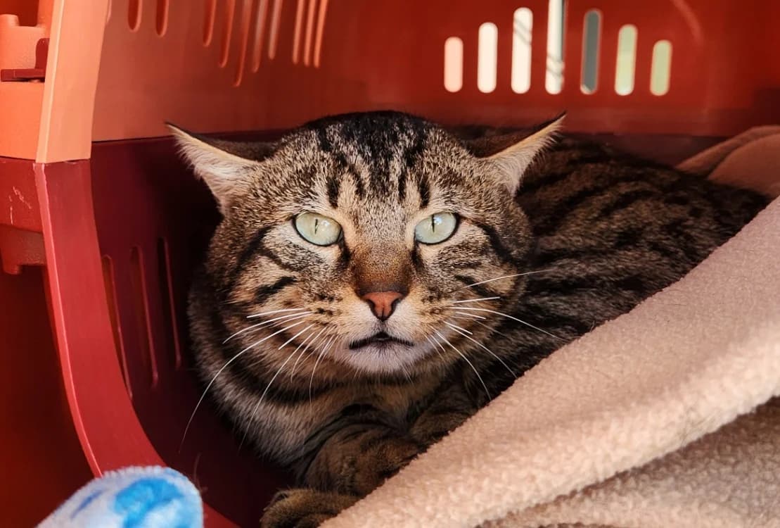 ASTALOS QCT, male mixed breed for adoption at SPA Quimper, Quimper