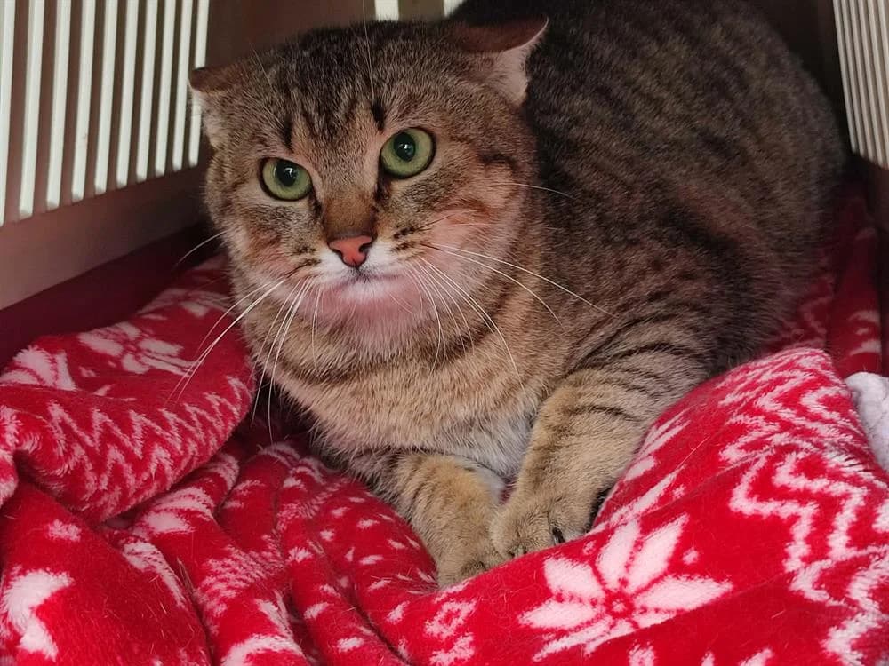 KRANEDUR QCT, male mixed breed for adoption at SPA Quimper, Quimper