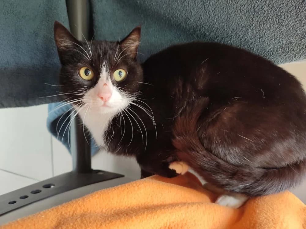 PETITE MAMAN QCT, female mixed breed for adoption at SPA Quimper, Quimper