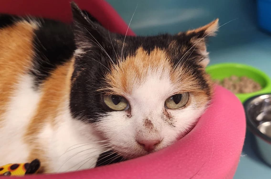 CHATAIGNE QCT (a trouvé sa famille), female mixed breed for adoption at SPA Quimper, Quimper