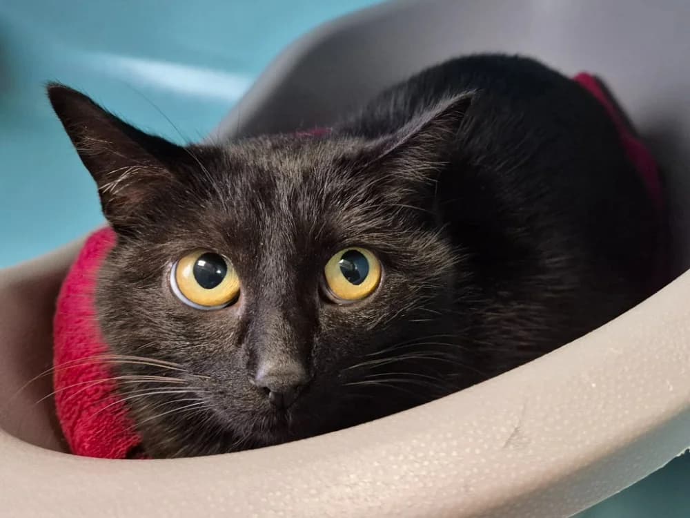 ULTIMA QCT, female mixed breed for adoption at SPA Quimper, Quimper