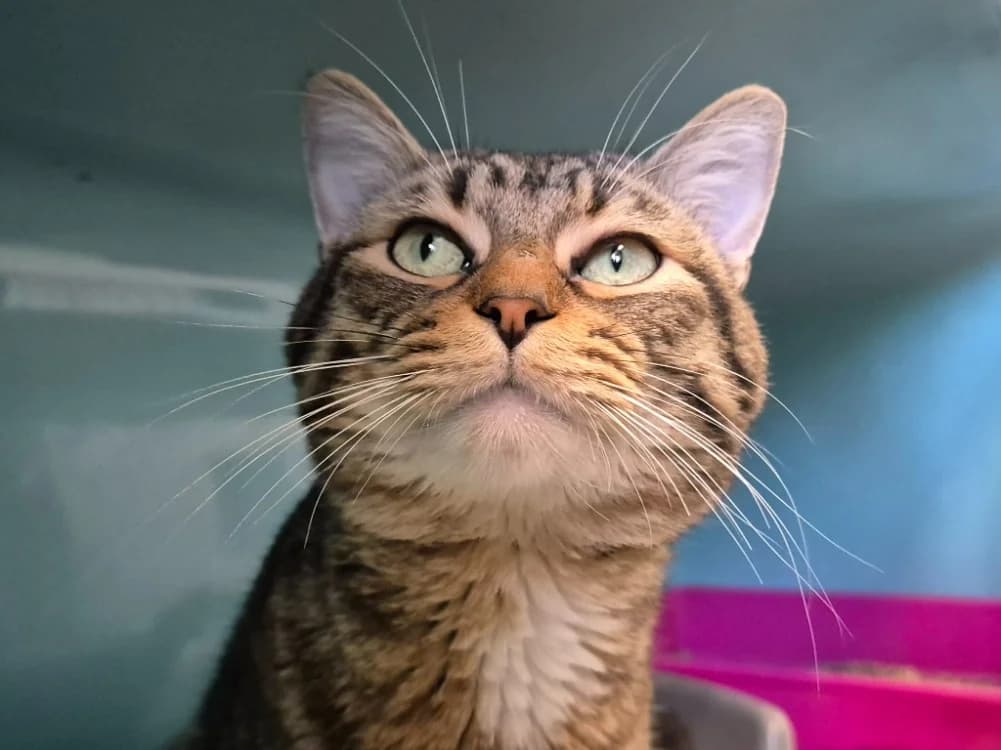 MUFFASA QCT, male mixed breed for adoption at SPA Quimper, Quimper