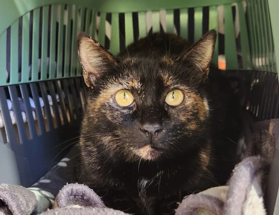 MONIQUE QCT, female mixed breed for adoption at SPA Quimper, Quimper