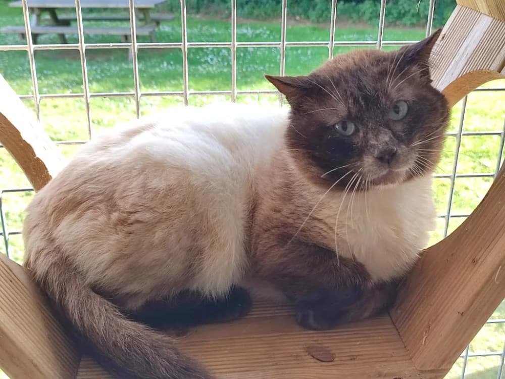 GUERMANGE QCT, male mixed breed for adoption at SPA Quimper, Quimper