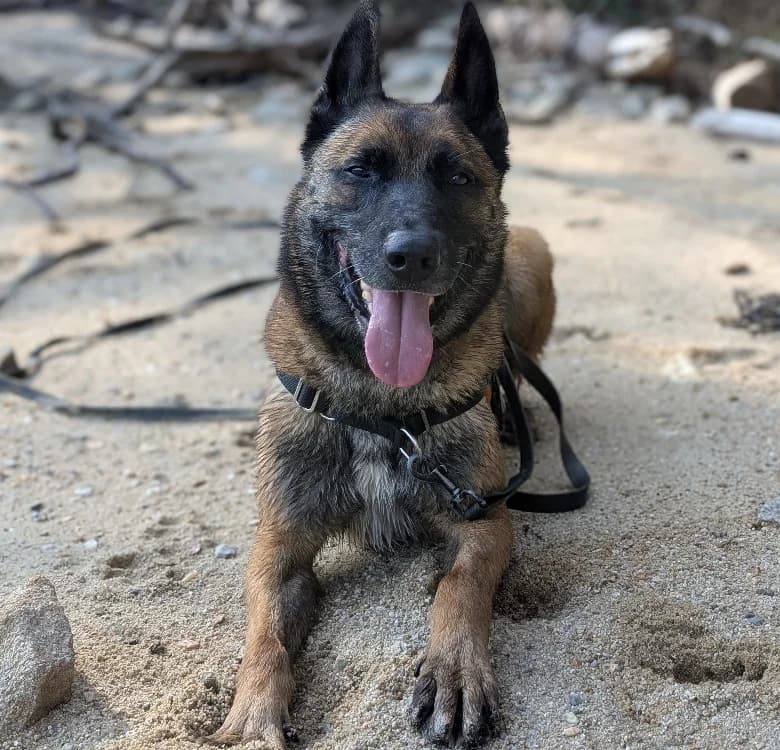 RAIDZ QCN, male Belgian Malinois for adoption at SPA Quimper, Quimper