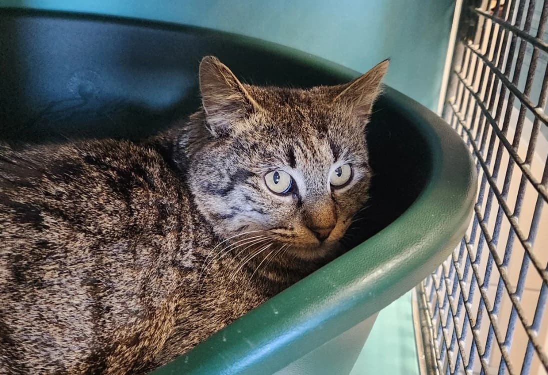 MOLKY QCT, male mixed breed for adoption at SPA Quimper, Quimper