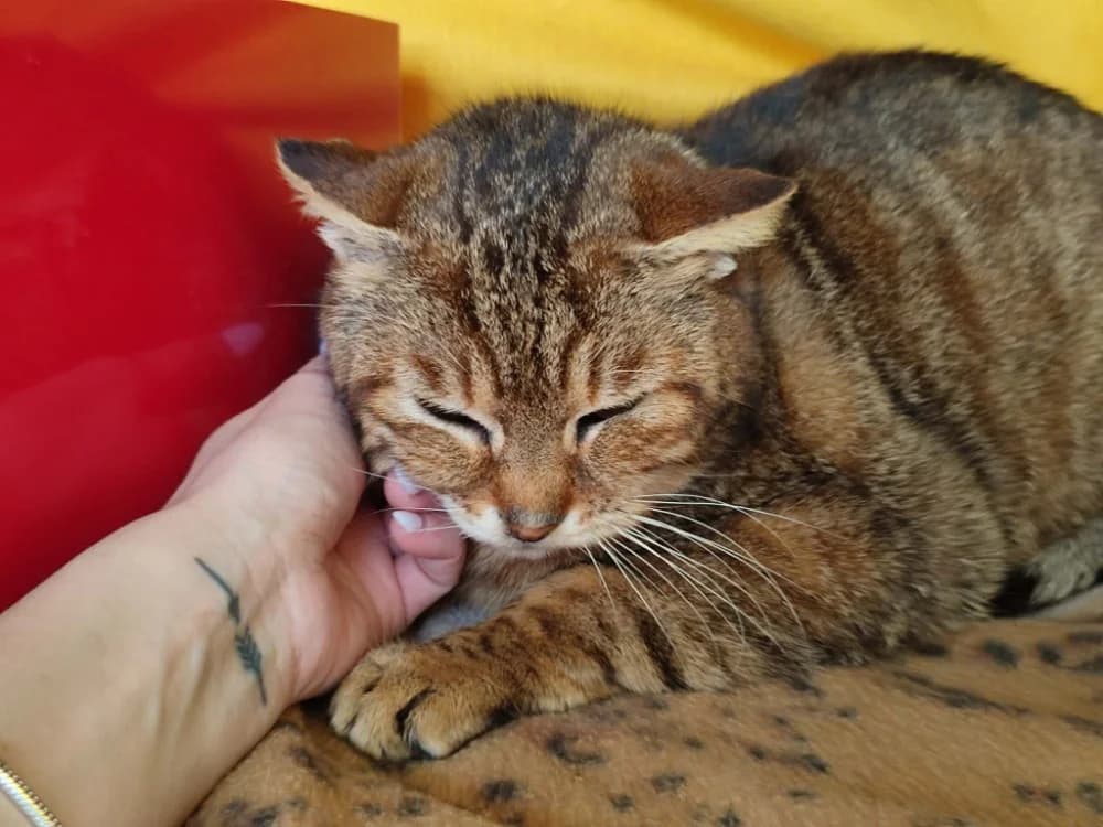 HOANI QCT (a trouvé sa famille), male mixed breed for adoption at SPA Quimper, Quimper