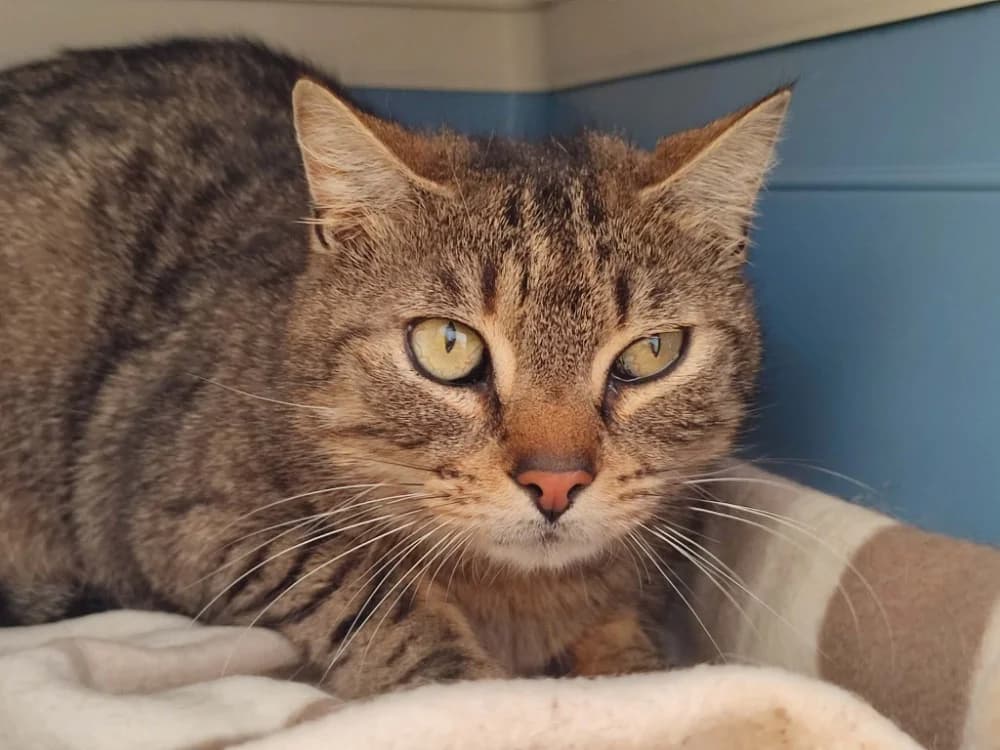 AFAITU QCT, male mixed breed for adoption at SPA Quimper, Quimper