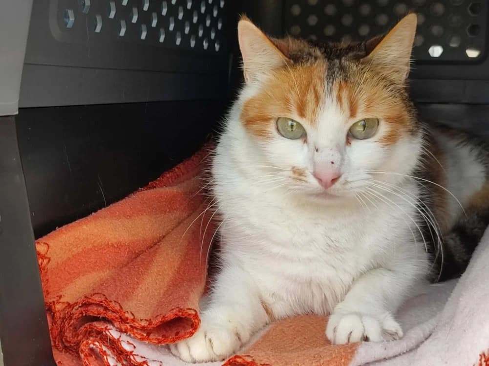 TRAPETTE QCT, female mixed breed for adoption at SPA Quimper, Quimper