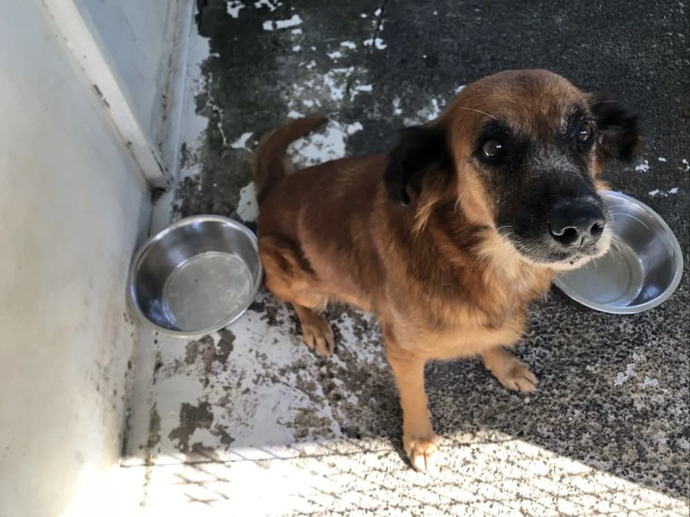 IDA QCN (j'ai trouvé ma famille), female Mixed Breed for adoption at SPA Quimper, Quimper