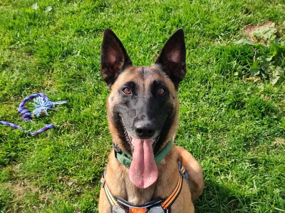 STORMY QCN, female Belgian Malinois for adoption at SPA Quimper, Quimper