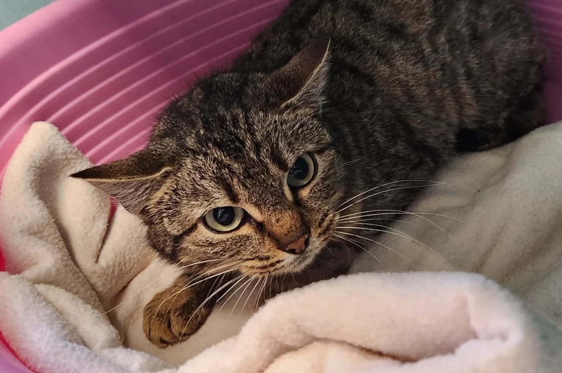 CAFE CREME QCT, female mixed breed for adoption at SPA Quimper, Quimper