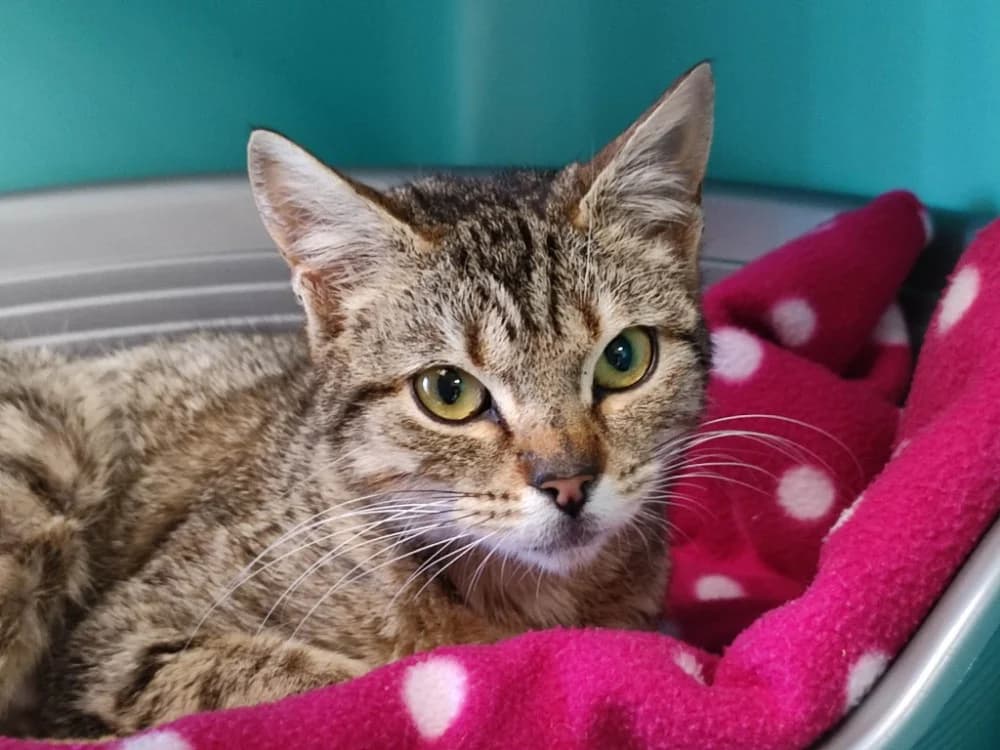 CAFE GLACE QCT (j'ai trouvé ma famille), female Mixed Breed for adoption at SPA Quimper, Quimper