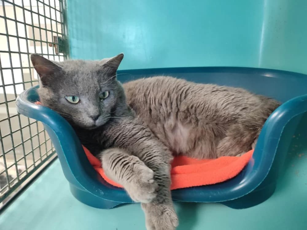 TAAL QCT, male mixed breed for adoption at SPA Quimper, Quimper