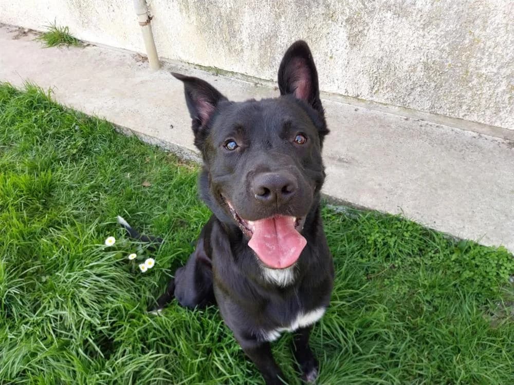 ANOKI QCN, male Mixed Breed for adoption at SPA Quimper, Quimper