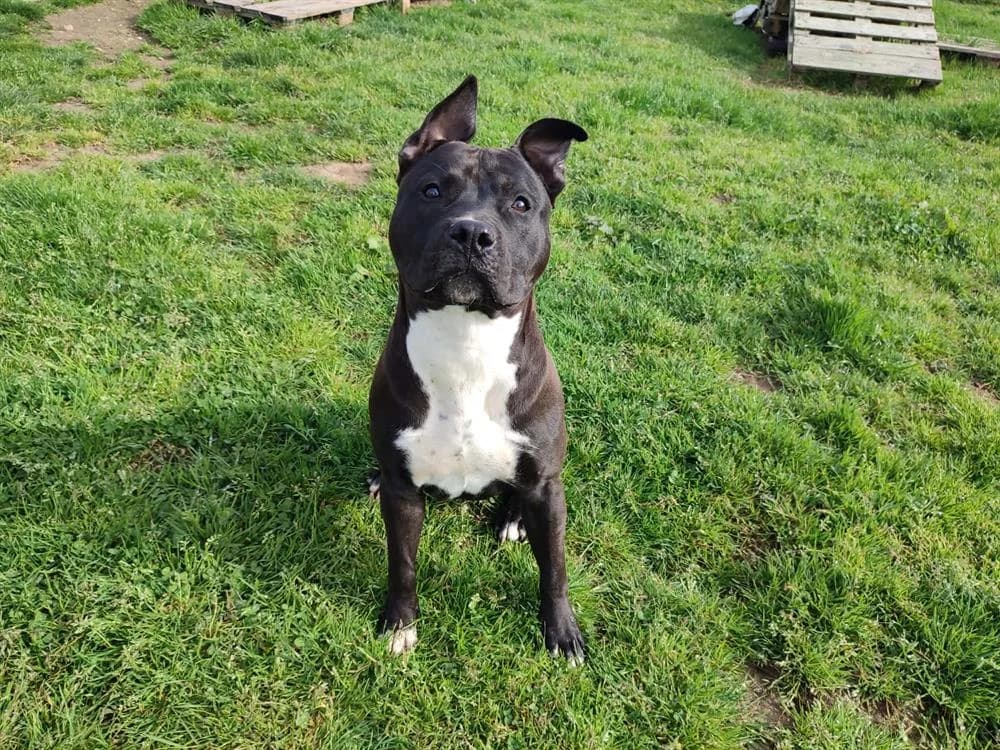 KATUN QCN, male Mixed Breed for adoption at SPA Quimper, Quimper