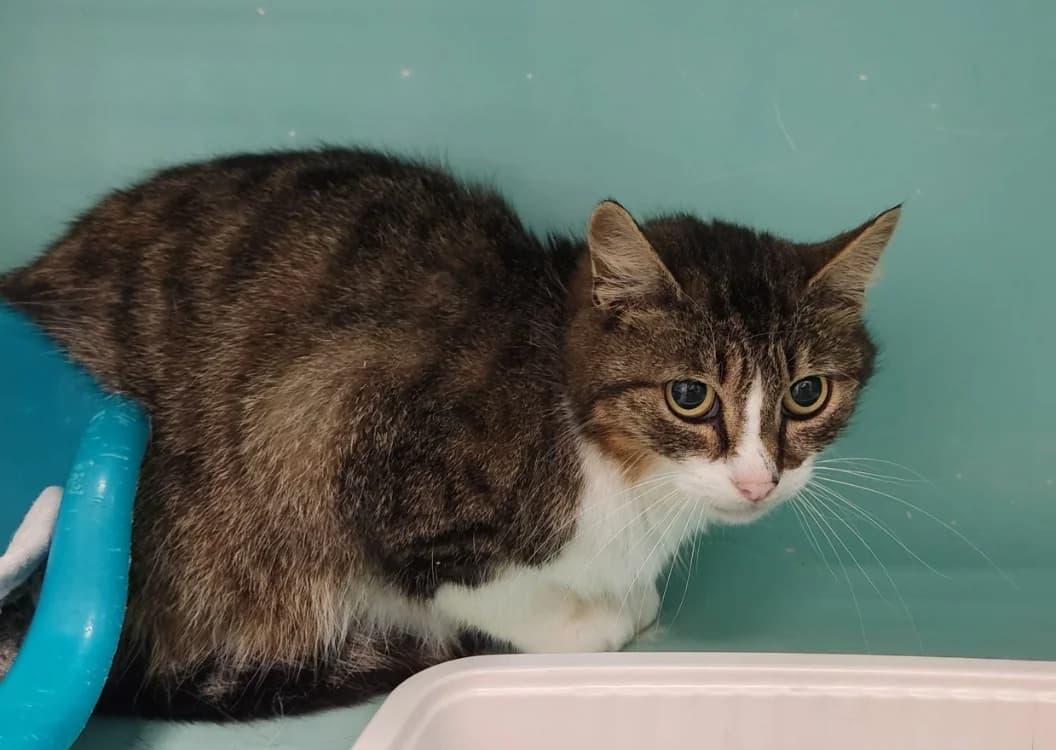 SUDO QCT, male mixed breed for adoption at SPA Quimper, Quimper